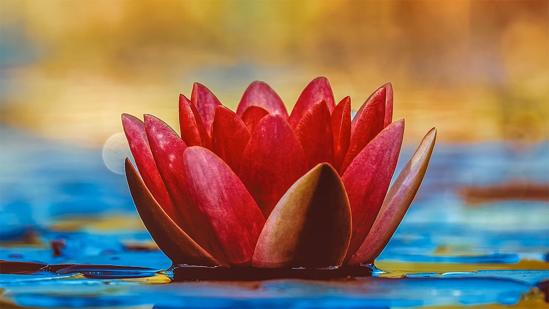 Red lotus symbolizing spiritual awakening and Yogasūtra of Patañjali, Vimarsha Foundation course